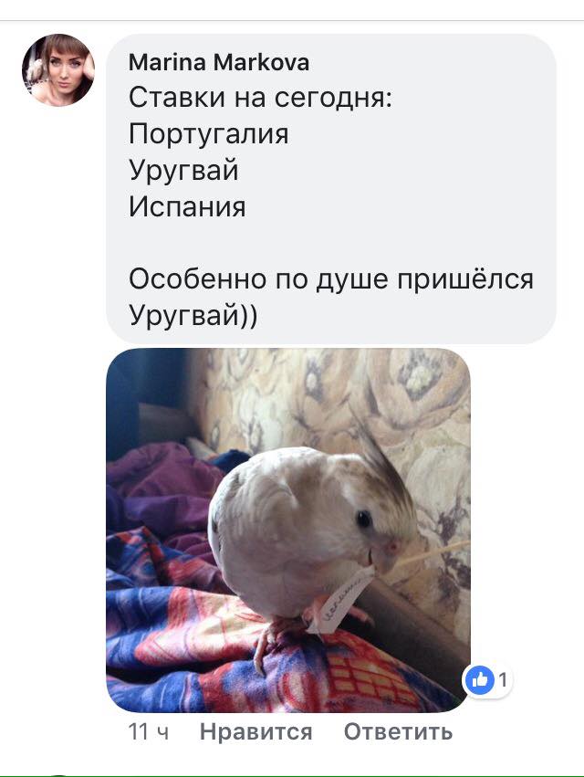 В Луганске утверждают, что попугай верно предсказывает результаты матчей ЧМ-2018
