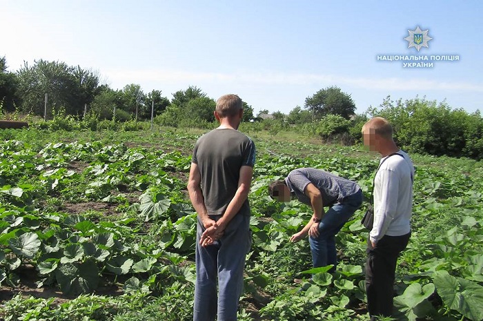 На Луганщине уничтожили плантацию конопли