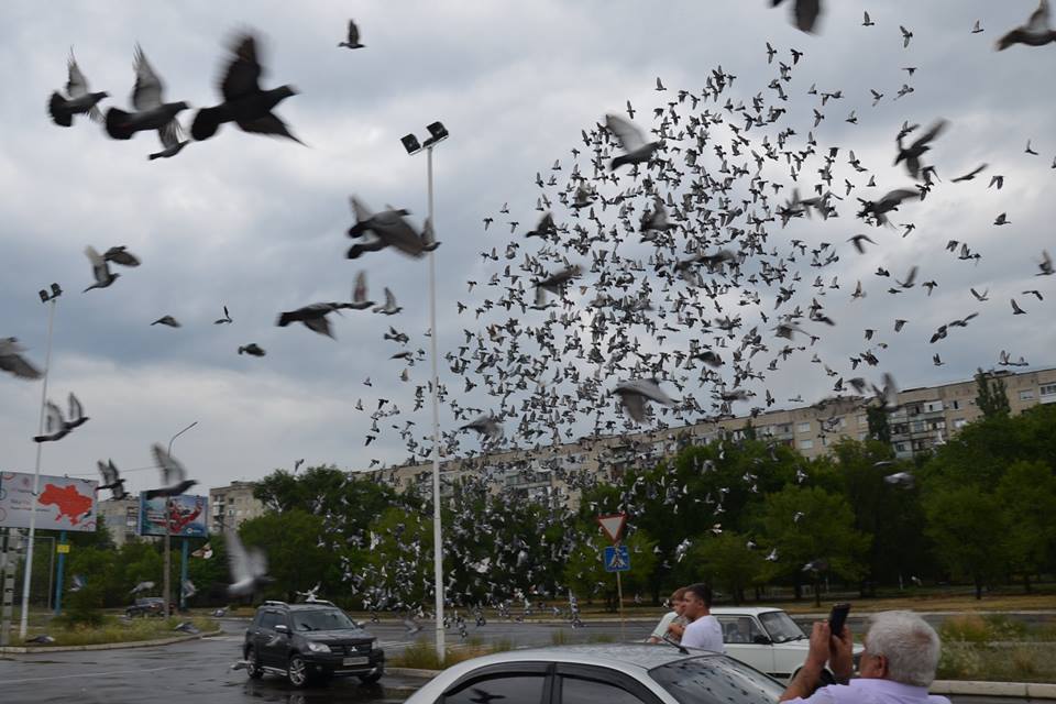 В Северодонецке в небо выпустили 10 тысяч голубей