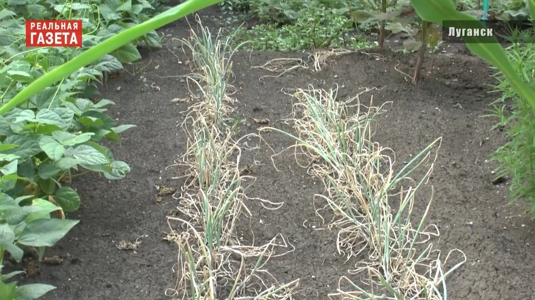 Луганские дачники. Без воды (ВИДЕО)