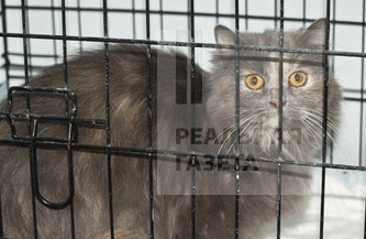 Зверский бизнес