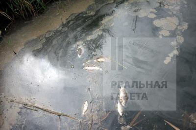 Река Лугань почернела (видео)