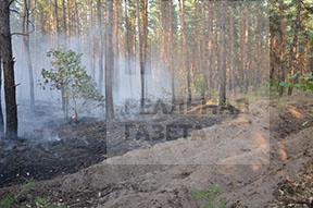 Боевики уничтожили 15 гектаров леса на Луганщине (фото)