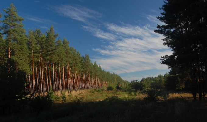 В Луганской области создадут национальный природный парк «Кременские леса»