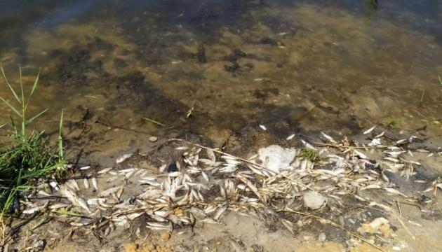 В Кальмиусе массово гибнет рыба и раки