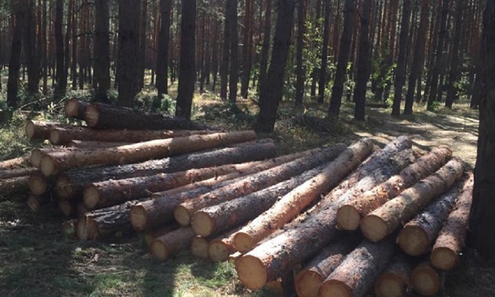 В Новоайдарском районе выявили группу &laquo;черных лесорубов&raquo; из 20 человек