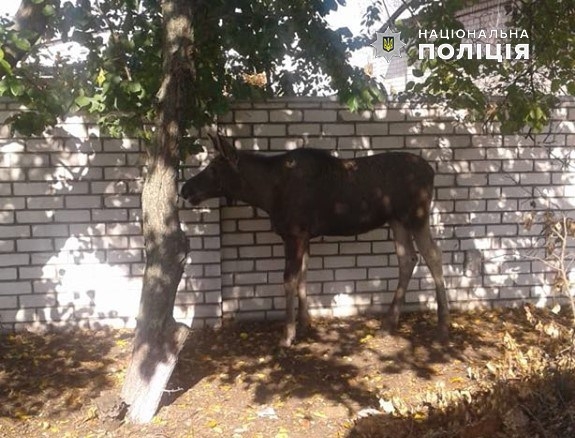 В Рубежное забрел лосенок