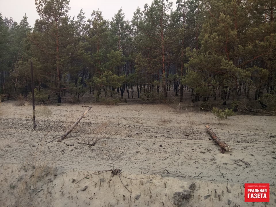 Остались только голые стволы. Как выглядит сгоревший лес в районе Северодонецкого аэропорта (ФОТО)