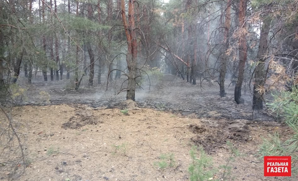 Остались только голые стволы. Как выглядит сгоревший лес в районе Северодонецкого аэропорта (ФОТО)
