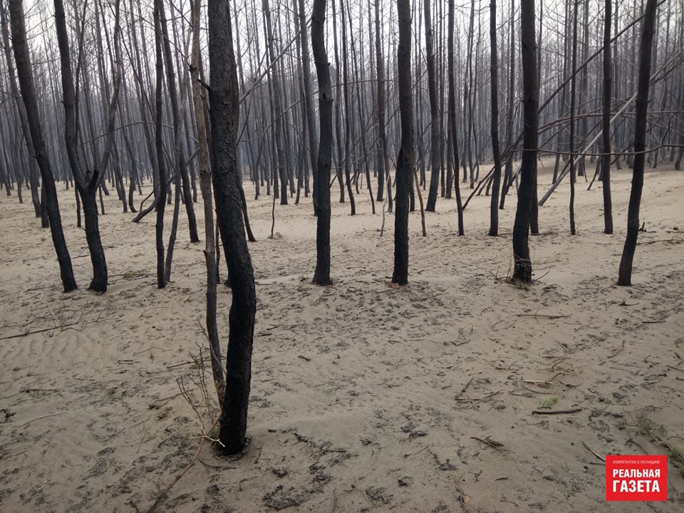 Остались только голые стволы. Как выглядит сгоревший лес в районе Северодонецкого аэропорта (ФОТО)