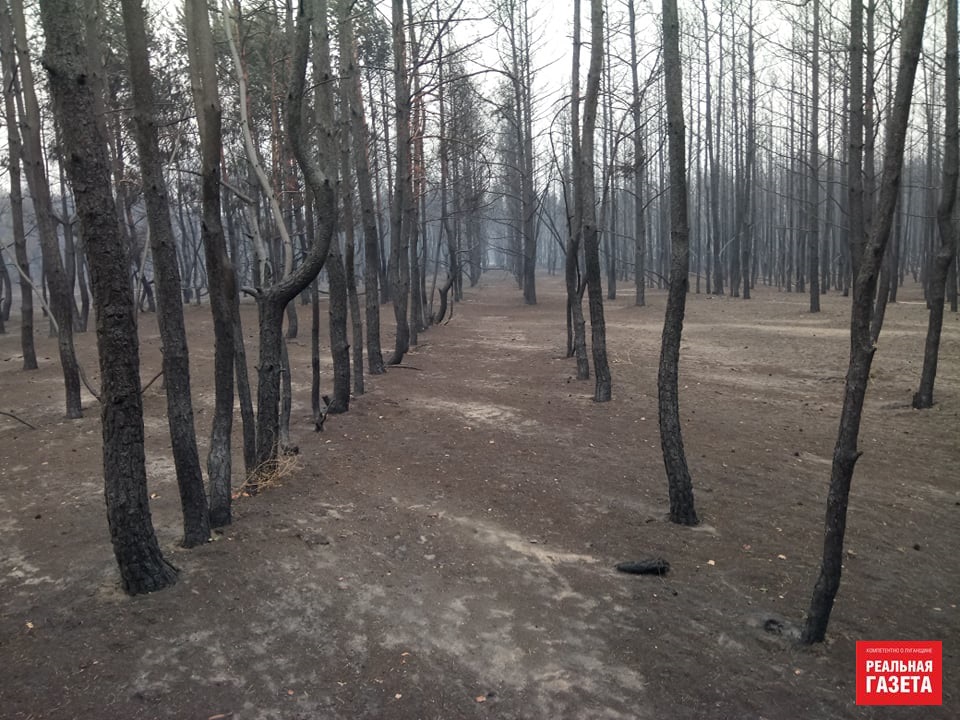 Остались только голые стволы. Как выглядит сгоревший лес в районе Северодонецкого аэропорта (ФОТО)
