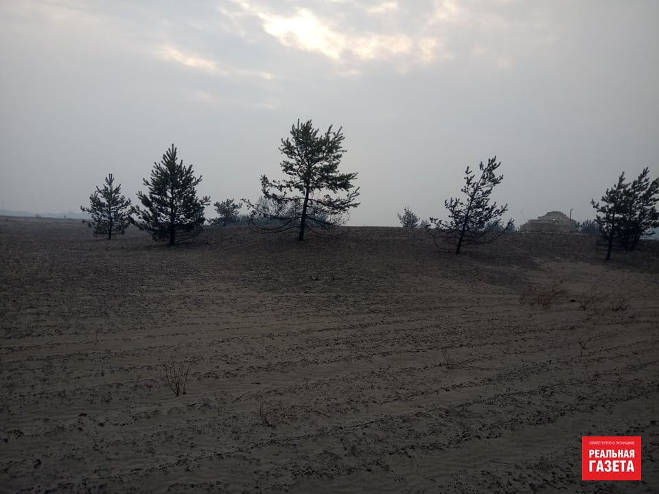 Остались только голые стволы. Как выглядит сгоревший лес в районе Северодонецкого аэропорта (ФОТО)