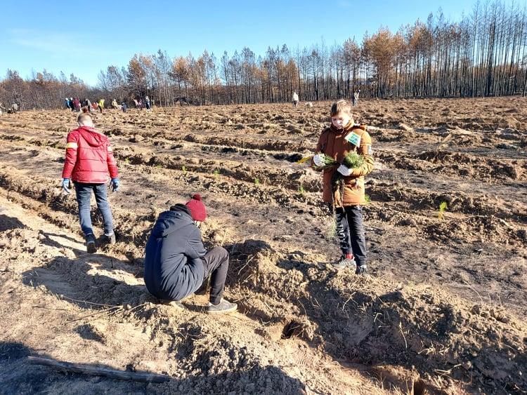 На Луганщине вместо сгоревшего леса посадили десять тысяч хвойных деревьев из Львовской области