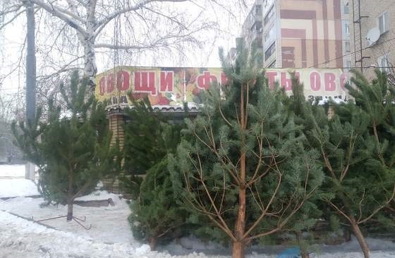 Сосны в Луганск везут из Ростовской и Пензенской областей. Почем новогодние елки в Луганске