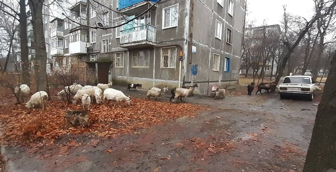 В Луганске запретили выпасать скот и выгуливать домашних животных в парках