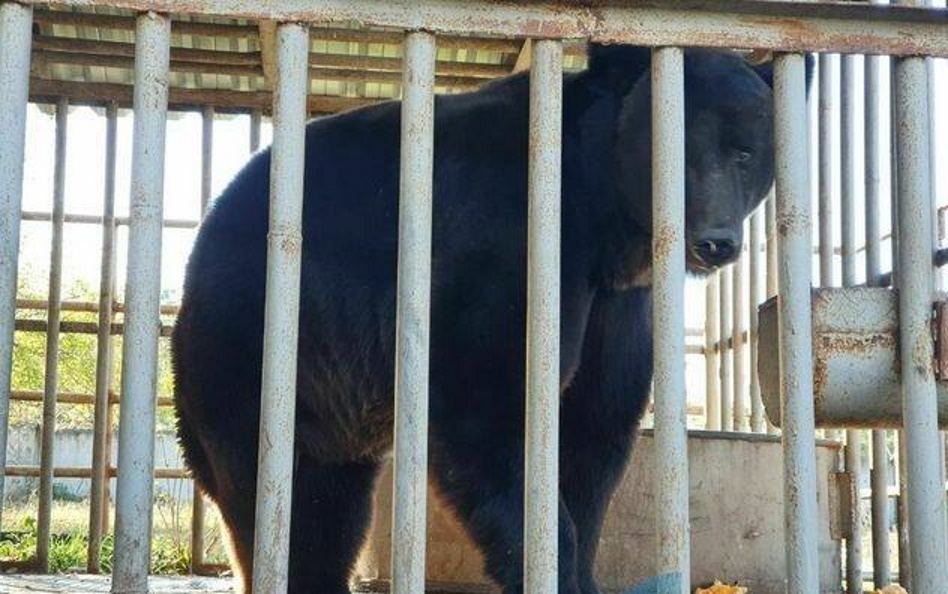 Ведмедя, який належав померлому меру Кремінної Струку, вивезли до Москви