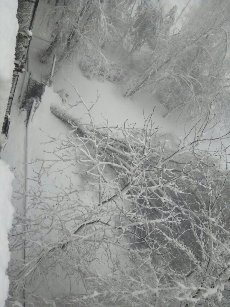 В Луганську через потужний снігопад гілки дерев падають на автомобілі