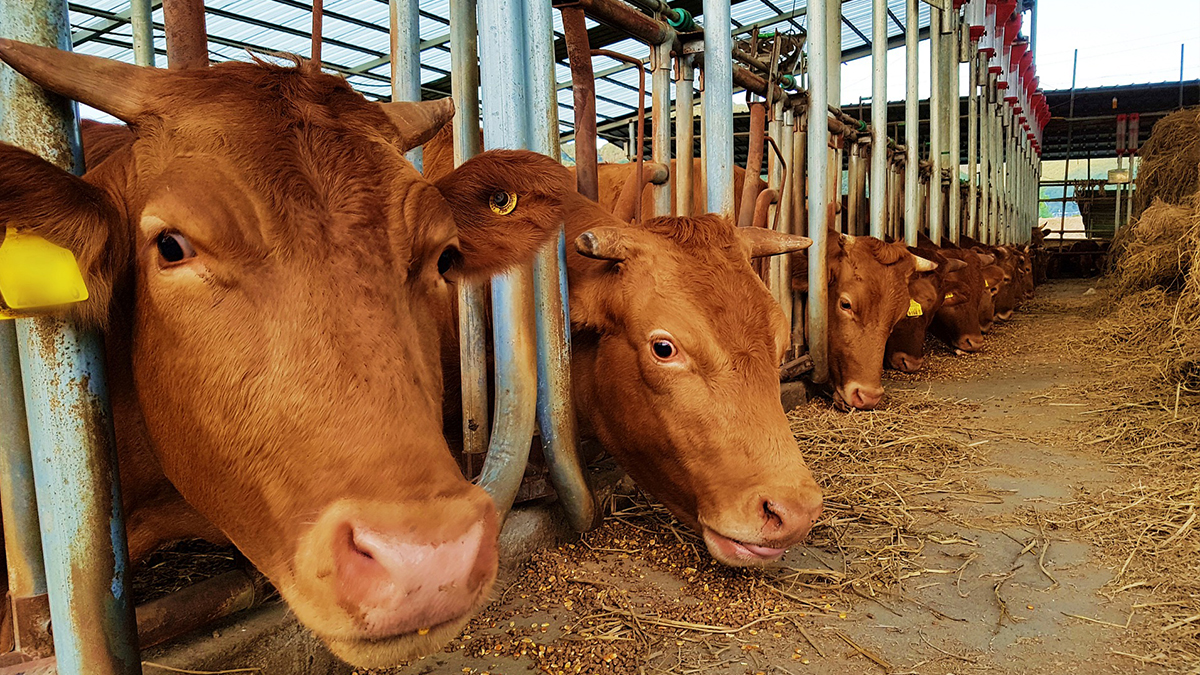 Спалахи заразних хвороб тварин в “ДНР” продовжуються. Пушилін оголосив нові карантини