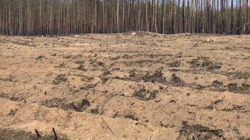 З вірою в майбутнє. Біля Лимана почали висаджувати молоді сосни замість знищених війною