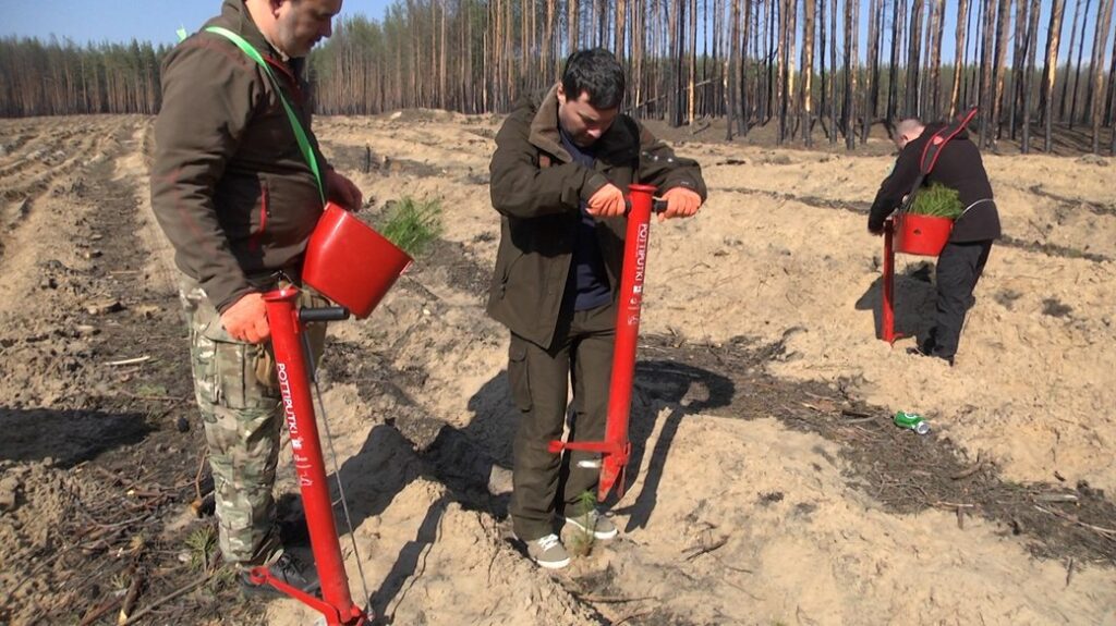 З вірою в майбутнє. Біля Лимана почали висаджувати молоді сосни замість знищених війною