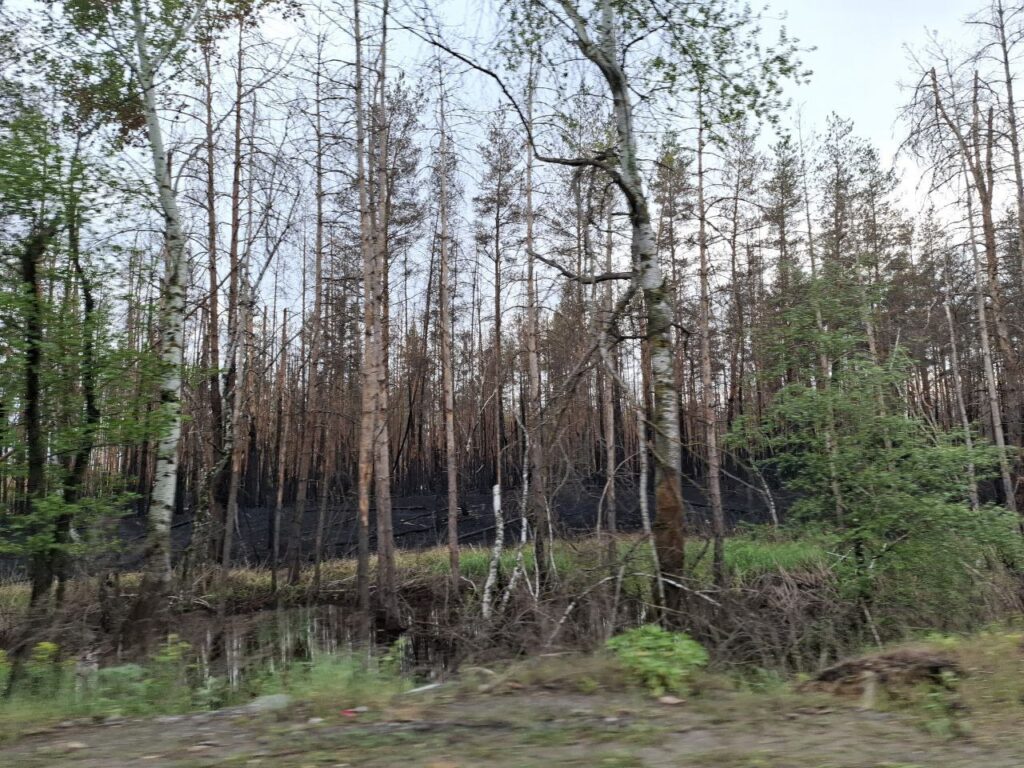 Біля Сєвєродонецька показали спалений ліс