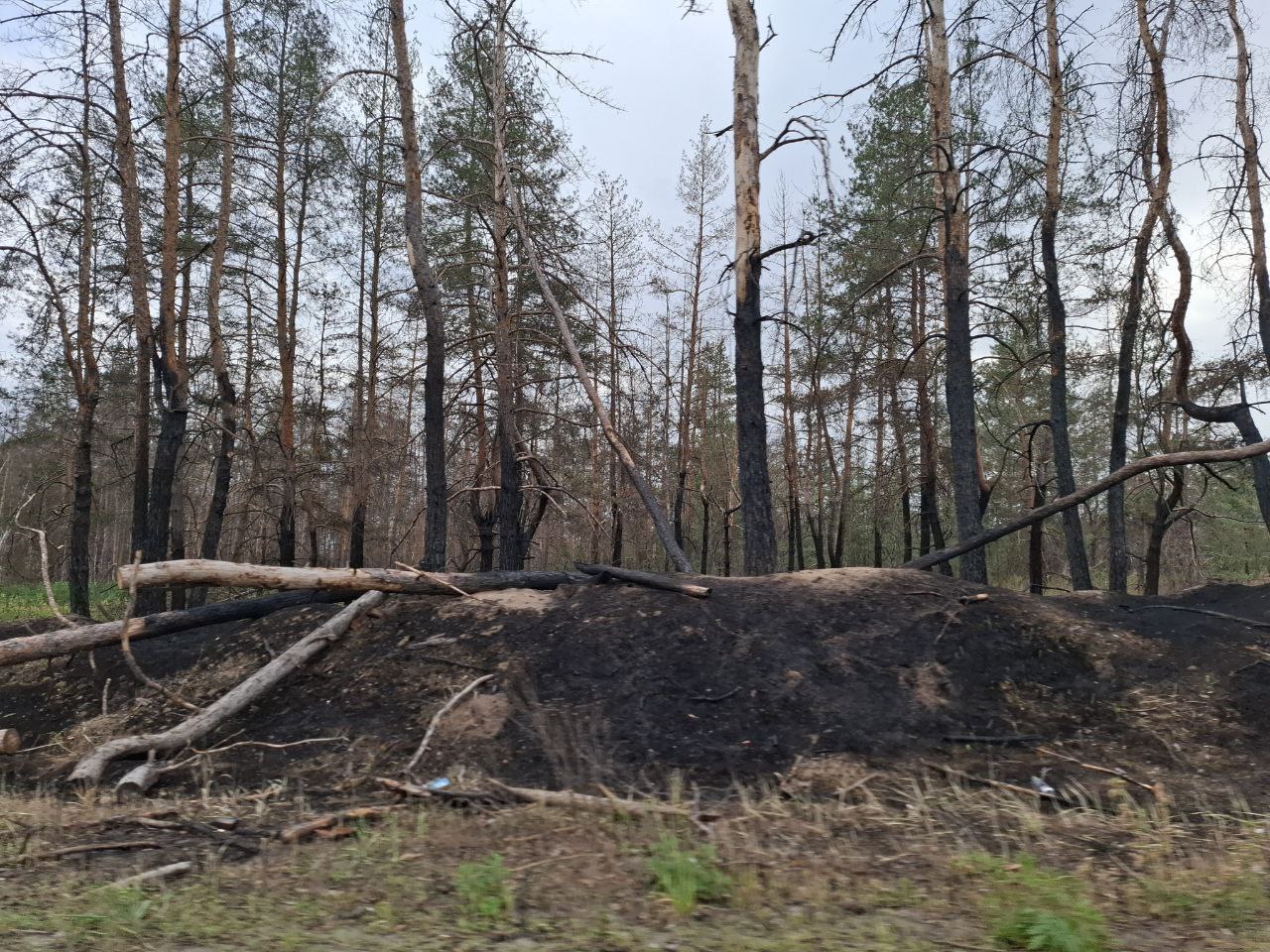 Окупанти на Луганщині визнали нездатність боротися з лісовим пожежами