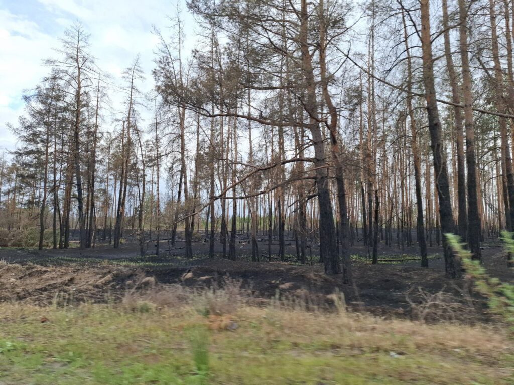 Жителі Сєвєродонецька показали спалений ліс біля міста