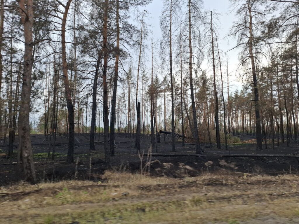 Жителі Сєвєродонецька показали спалений ліс біля міста