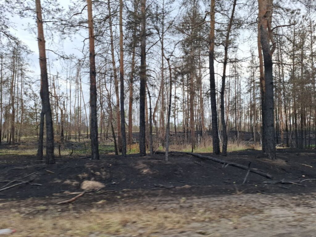 Жителі Сєвєродонецька показали спалений ліс біля міста