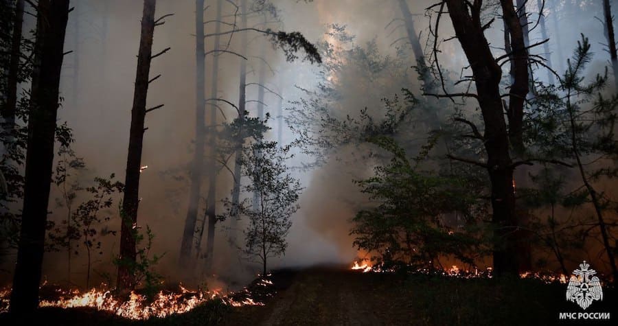 Окупанти показали масштабну лісову пожежу біля Станиці-Луганської, де вже згоріло 110 гектарів лісу