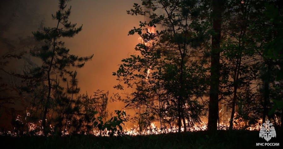 Окупанти показали масштабну лісову пожежу біля Станиці-Луганської, де вже згоріло 110 гектарів лісу