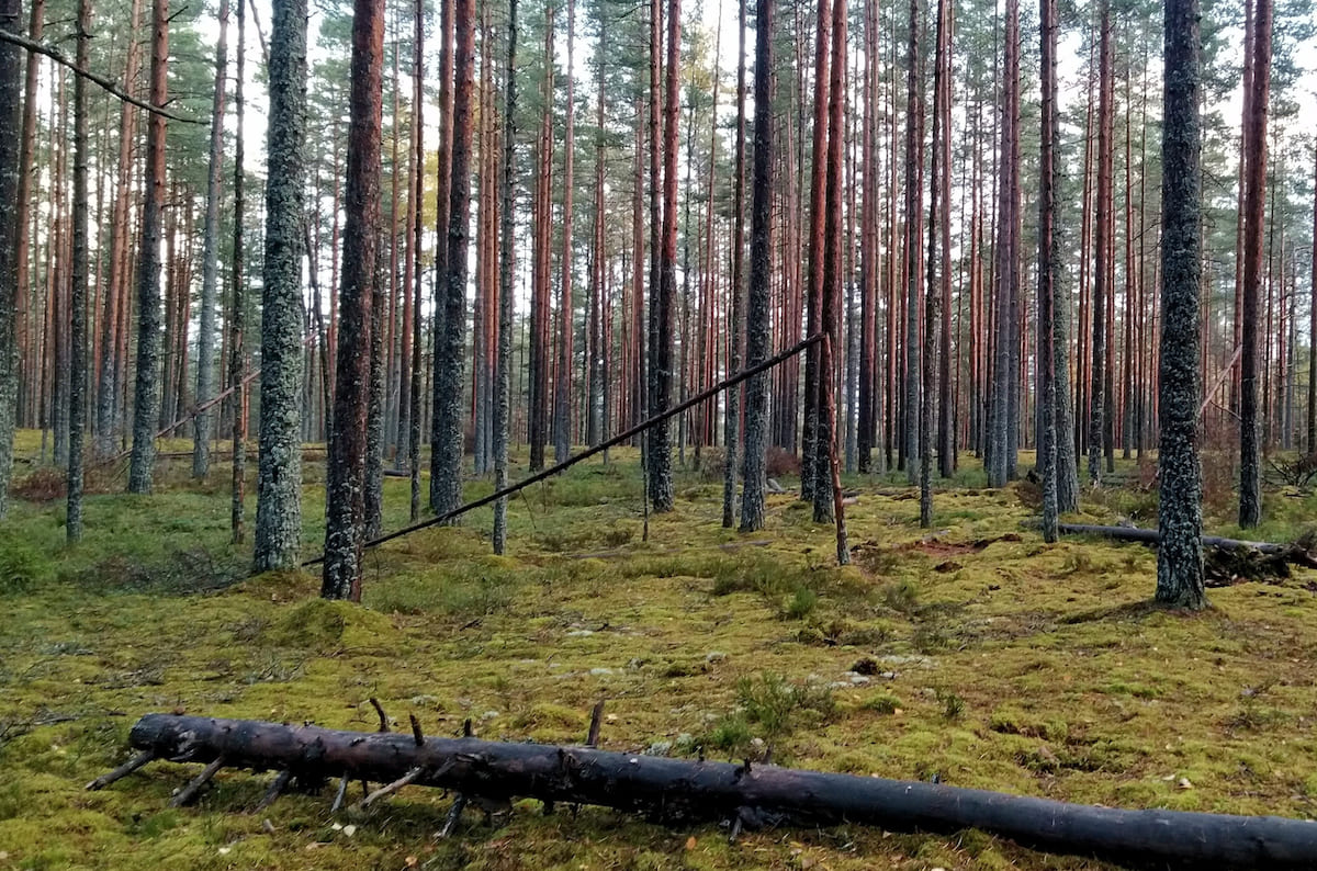 На Луганщині окупанти продовжили заборону на відвідування цивільними лісів