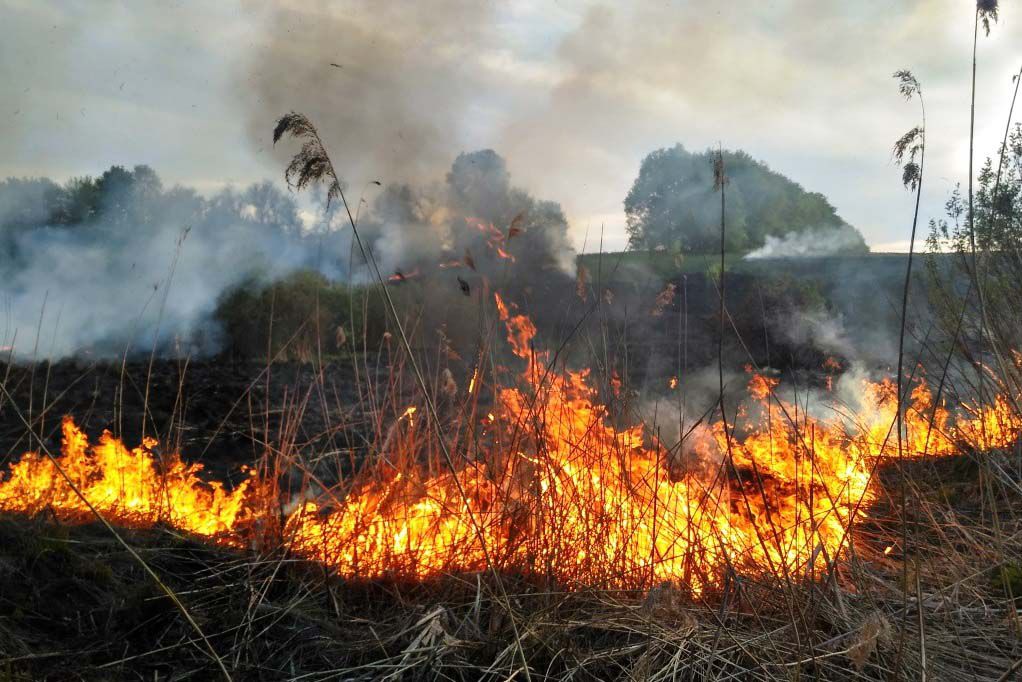 За останню добу в екосистемі окупованої Донеччини сталось 126 пожеж