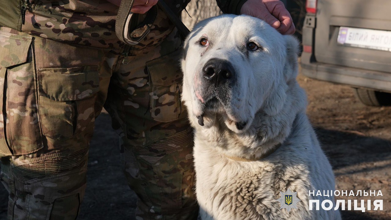 З Покровська евакуювали покинутого алабая і знайшли йому новий дім