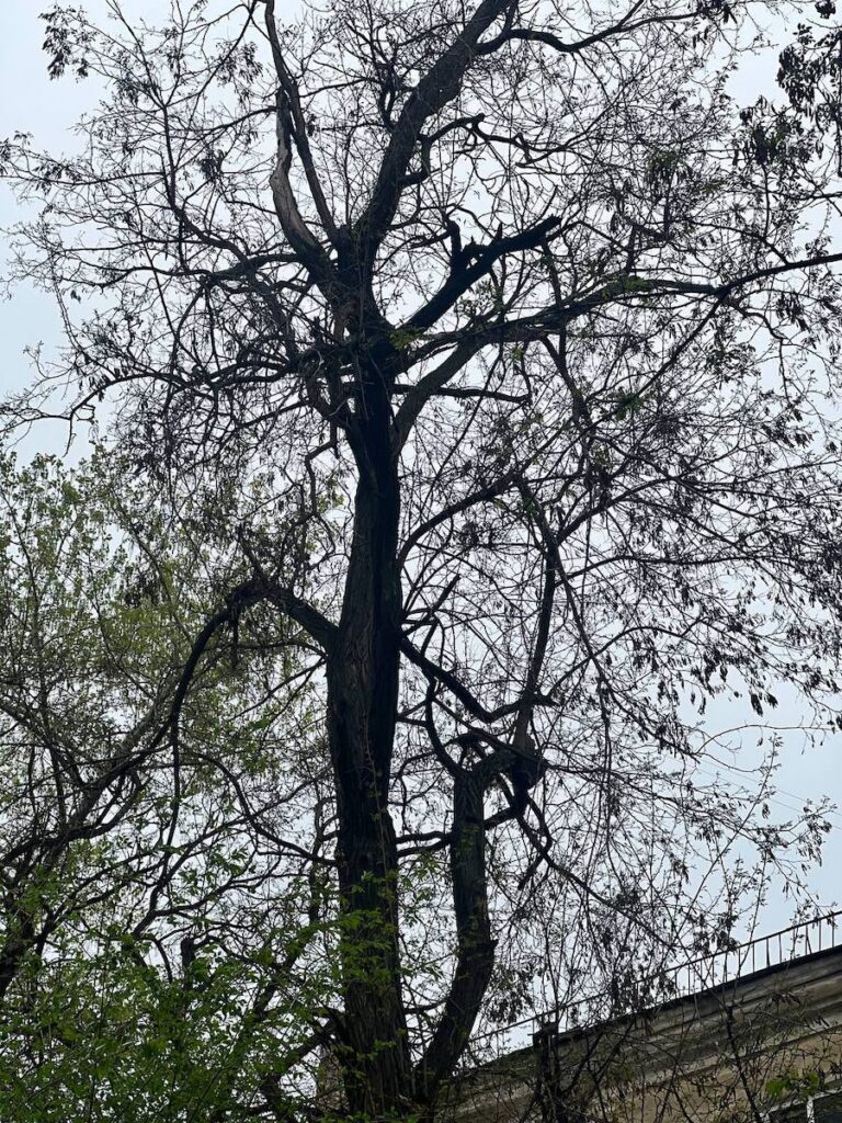 Дерева висять на дротах, а на асфальті купи бруду. Жителі Луганська показали стан двору на одній із центральних вулиць міста