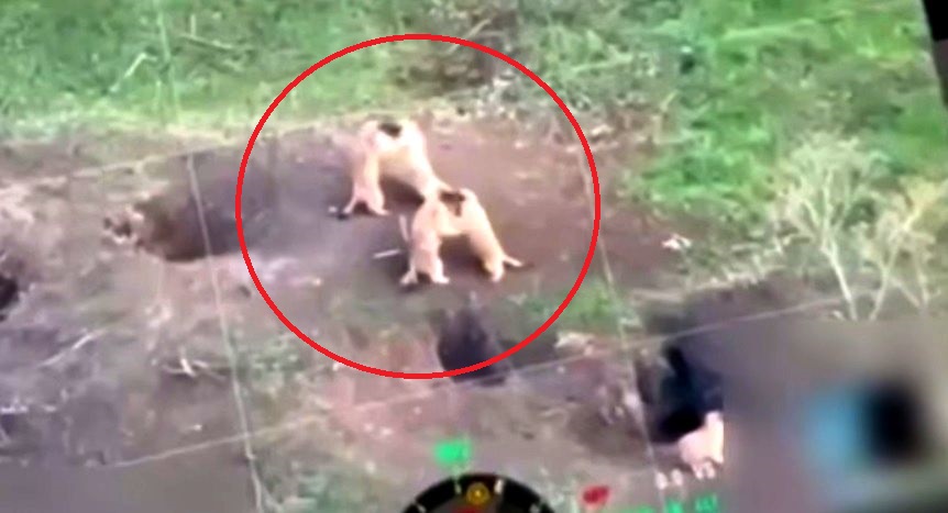 Військовий дрон випадково зняв на сході епічну бійку бабаків