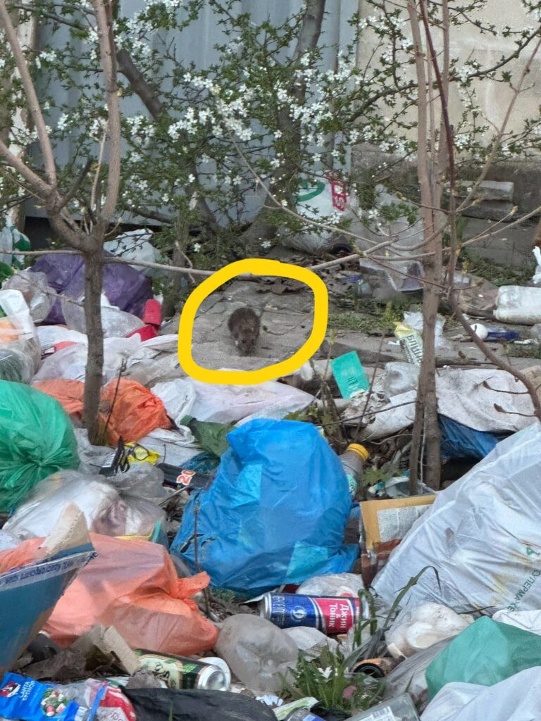 Сміттєвий колапс у Луганську: жителі скаржаться на сміттєзвалища, сморід та зграї бродячих собак