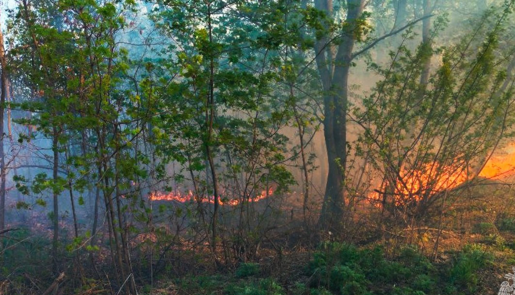 На окупованій Луганщині з початку року сталось 735 ландшафтних пожеж
