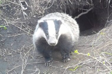 У Стрільцівському степу помітили родину борсуків