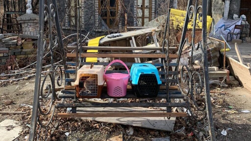 Дах над головою або собака. Переселенці про житло, відмови і дискримінацію через домашніх тварин