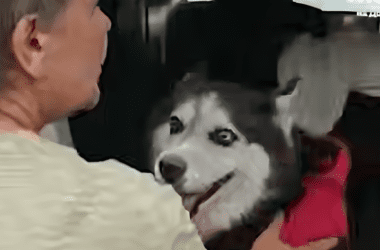 В окупованому Донецьку хаcкі випав з вікна. Його відвезли на обстеження