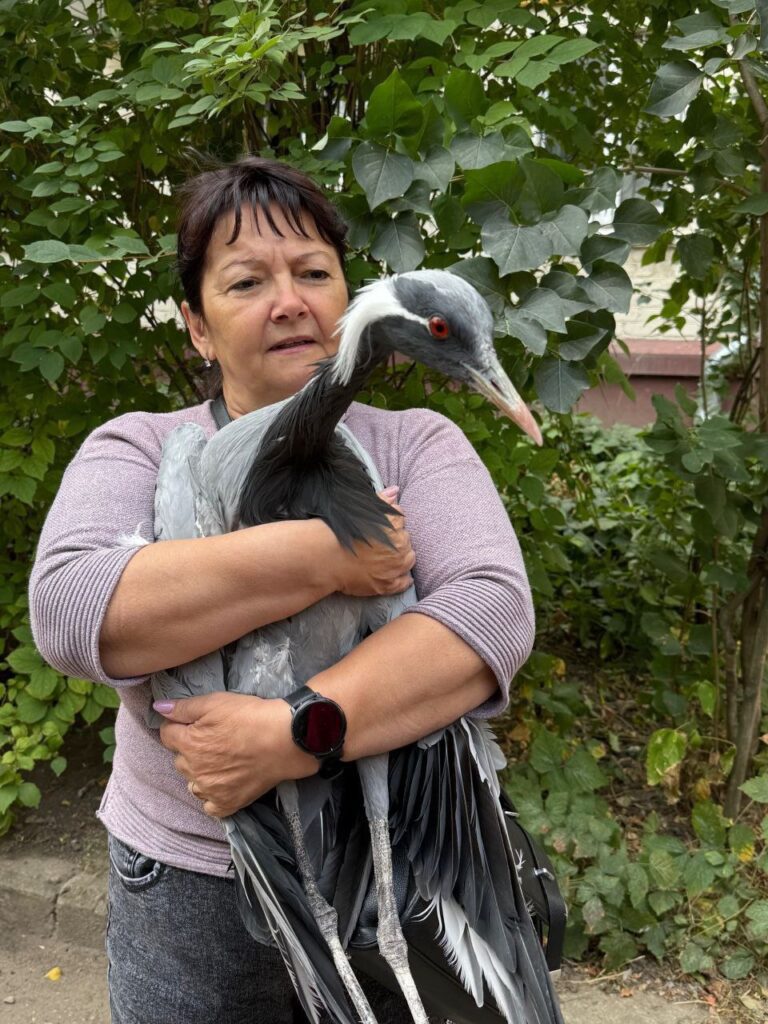 В Луганську врятували червонокнижного журавля — у птаха поранена лапка