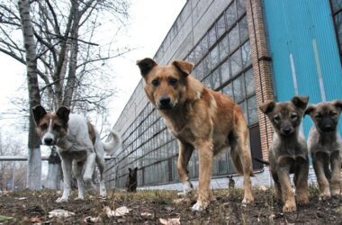 У Луганську активізувались догхантери — повідомляють про збільшення випадків отруєння собак