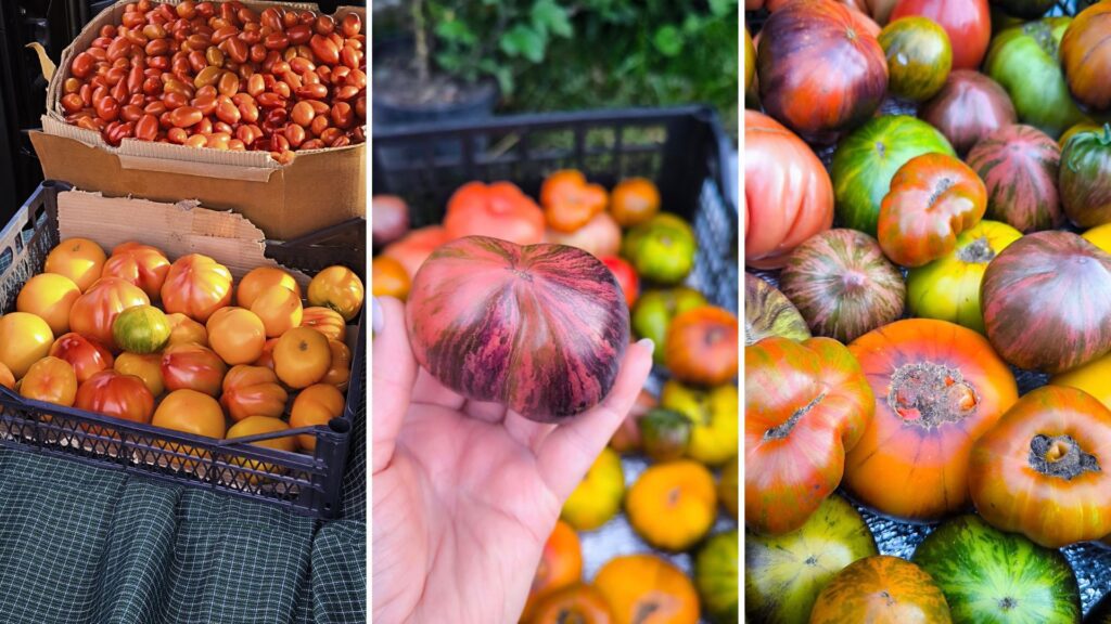 Гіркий перець переселенців: як бухгалтерка з Лисичанська стала фермеркою на Полтавщині
