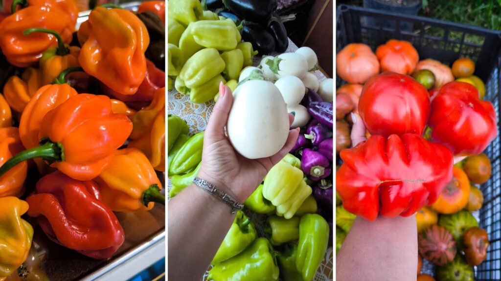 Гіркий перець переселенців: як бухгалтерка з Лисичанська стала фермеркою на Полтавщині