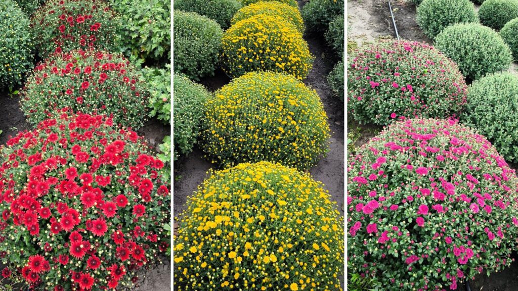 Гіркий перець переселенців: як бухгалтерка з Лисичанська стала фермеркою на Полтавщині