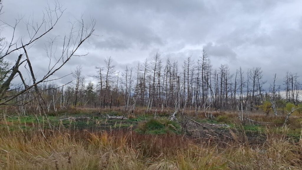 Який має вигляд село Метьолкіне біля окупованого Сєвєродонецька