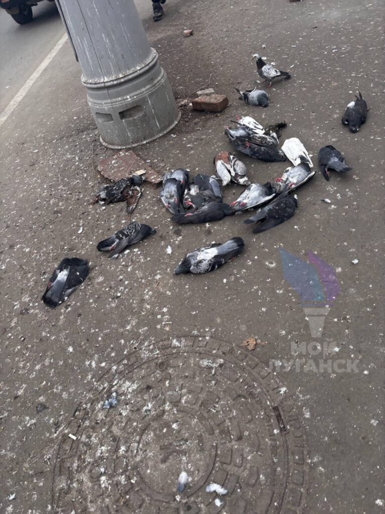 У Луганську повідомляють про масову загибель голубів у центрі міста: місцеві підозрюють отруєння