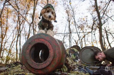 На фронті під Куп’янськом разом із оператором дронів служить пес-напарник Персей