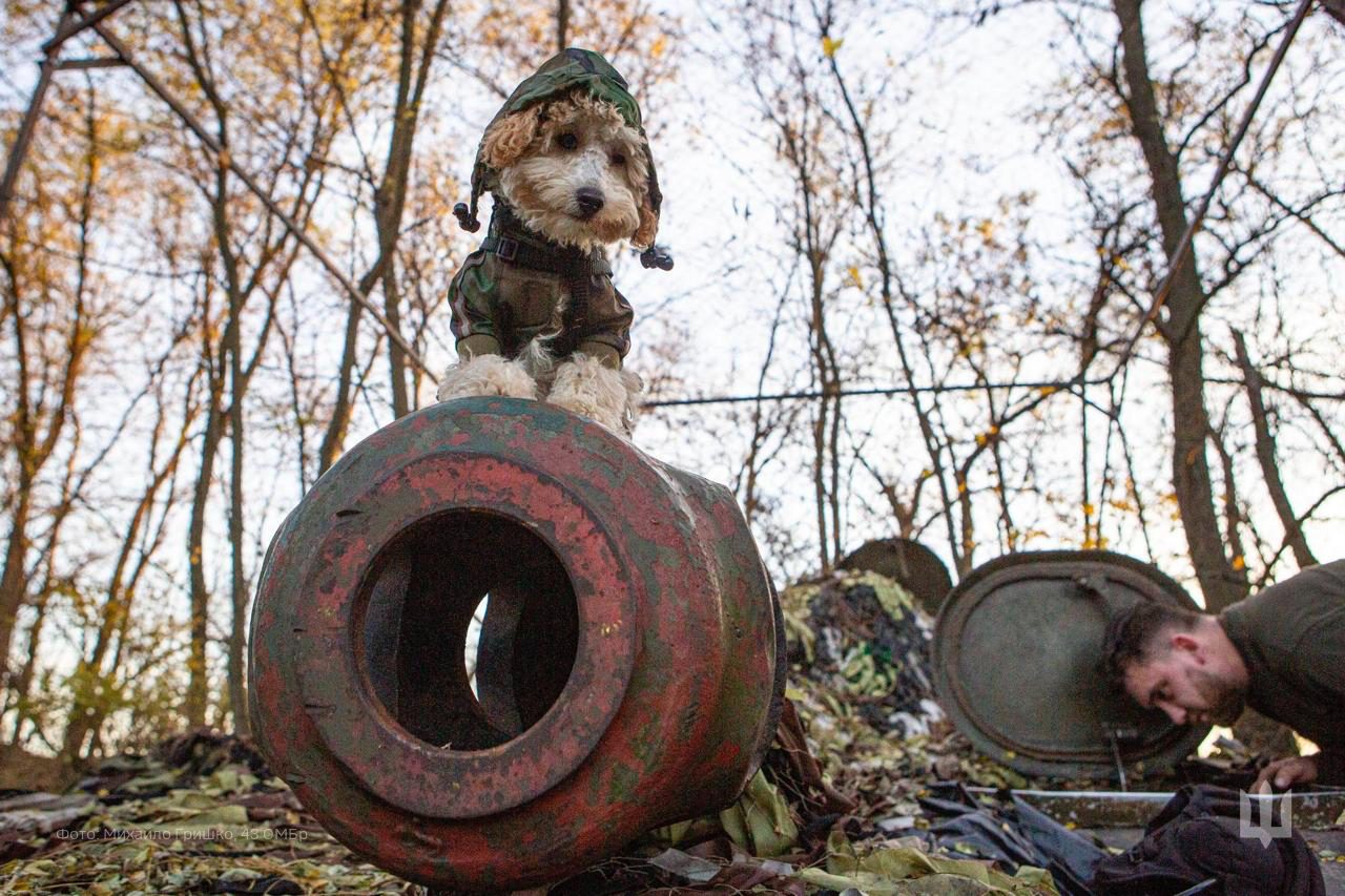 На фронті під Куп’янськом разом із оператором дронів служить пес-напарник Персей